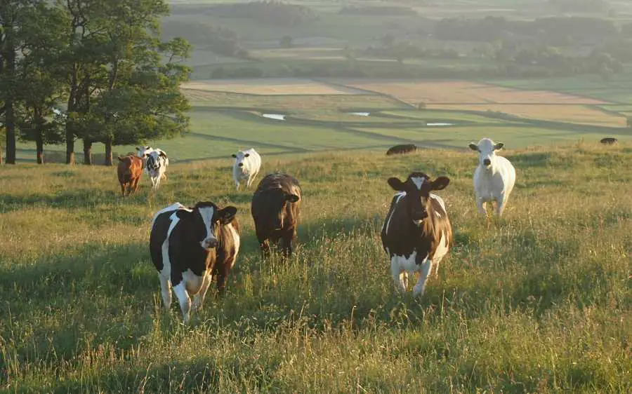 A few cows in an open field