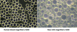 Pictures of human blood and raw milk magnified 4200 times