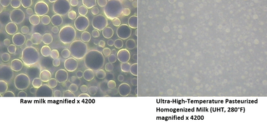 Pictures of raw milk and ultra high temperature pasteurized homogenized milk, both magnified 4200 times.