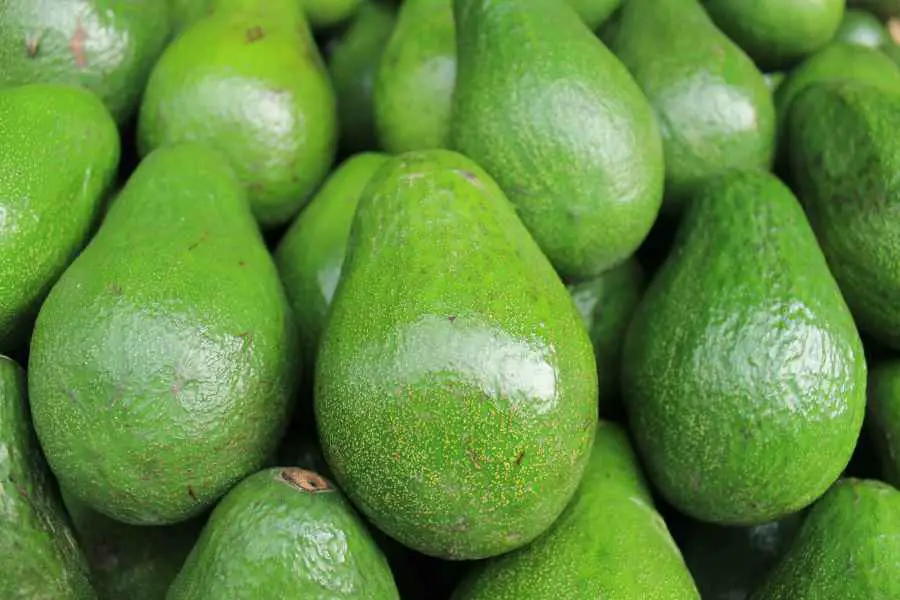 avocados – Copy many green whole avocadoes