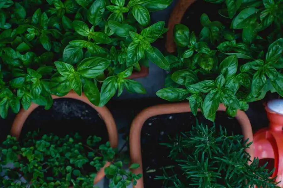 an image of herb plants in pots, a herb garden will ensure you always have fresh seasonal herbs to add flavors to your carnivore food