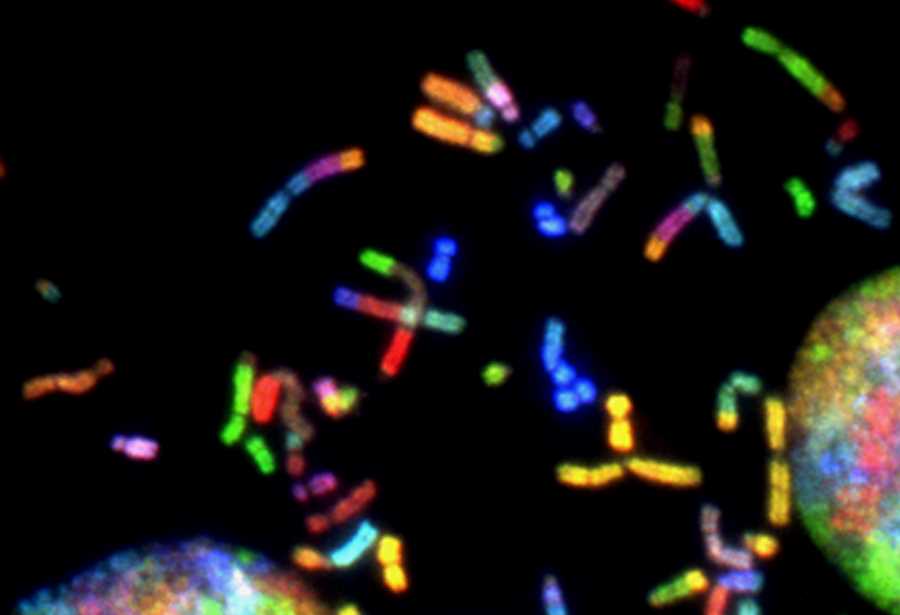 Can the Carnivore Diet Treat Autoimmune Diseases?