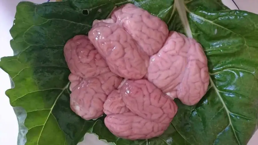 Lamb brain is a great source of omega 3 on the carnivore diet – Copy Lamb brain is a great source of omega 3 on the carnivore diet