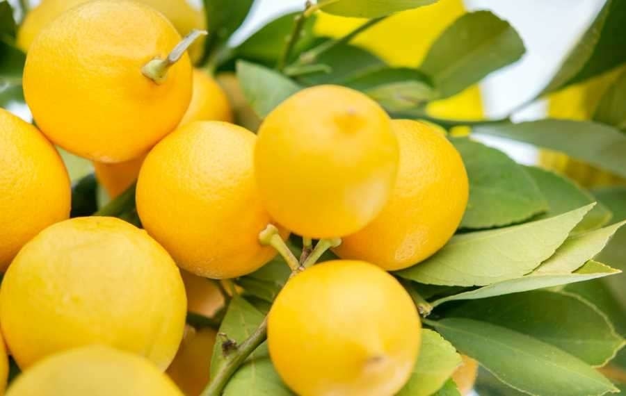 Lemon juice is okay on the carnivore diet in moderation – Copy Lemon juice is okay on the carnivore diet in moderation