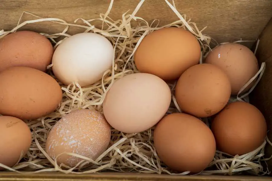 Are Eggs Okay On The Carnivore Diet All Things Carnivore are-eggs-okay-on-the-carnivore-diet-all-things-carnivore