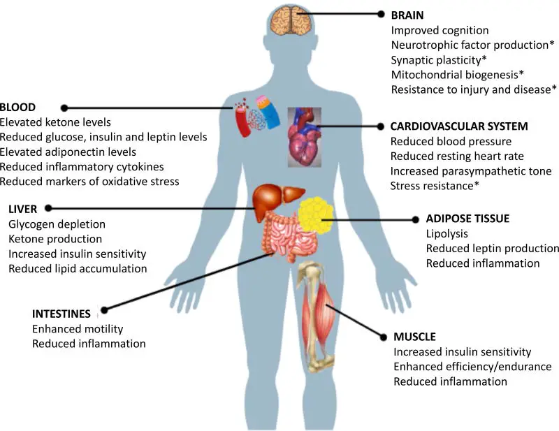 Image showing positive responses of various organ systems to fasting